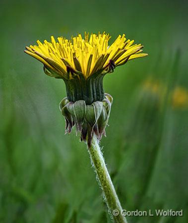 First Dandelion_DSCF01458.jpg - Photographed at Smiths Falls, Ontario, Canada.